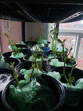 Chayote seedlings eac pot